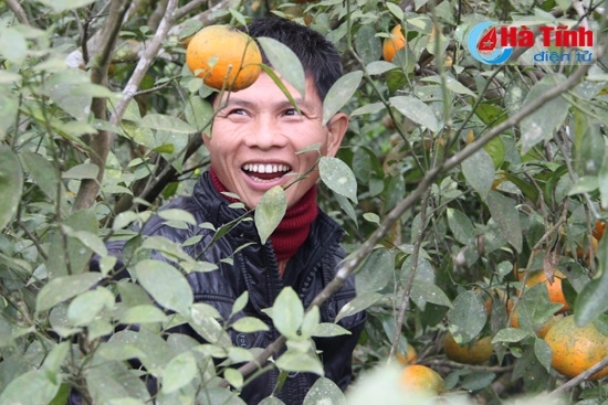 Được mùa cam ở Hương Sơn