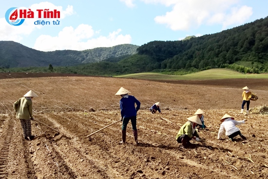 Dự án chăn nuôi bò Bình Hà thu hút người dân Cẩm Xuyên tham gia phát triển đồng cỏ nguyên liệu, góp phần thúc đẩy tái cơ cấu ngành nông nghiệp.