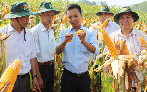 Khảo sát mô hình trồng ngô lai giống mới tại huyện Bảo Thắng, tỉnh Lào Cai. Ảnh: Quang Thiện