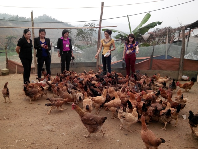 Mô hình chăn nuôi gà của Chị Nguyễn Thị Ánh vùng Tái định cư Khe Ná xã Hương Điền.