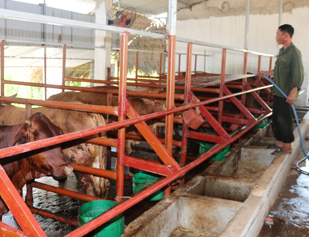 Mô hình chăn nuôi bò lai liên kết với Mitraco của gia đình bà Nguyễn Thị Lý, thôn Đông Thạc, xã Trường Lộc (Can Lộc)
