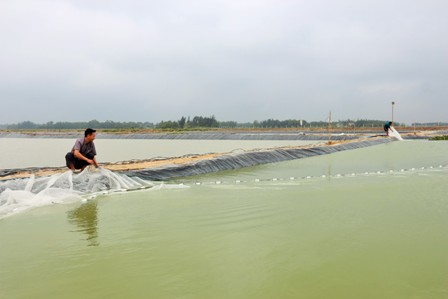 Mô hình nuôi cá rô phi giống của ông Phạm Hạnh, thôn Phù Ích, xã Ích Hậu, huyện Lộc Hà