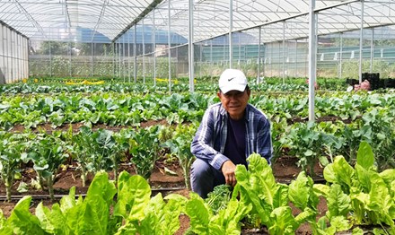 Trang trại rau organic triệu đô ở Đà Lạt - 1