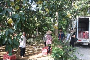 DNTN Tân Thanh Phong thu mua Bưởi Phúc Trạch tại vườn của hội viên. Ảnh: PV