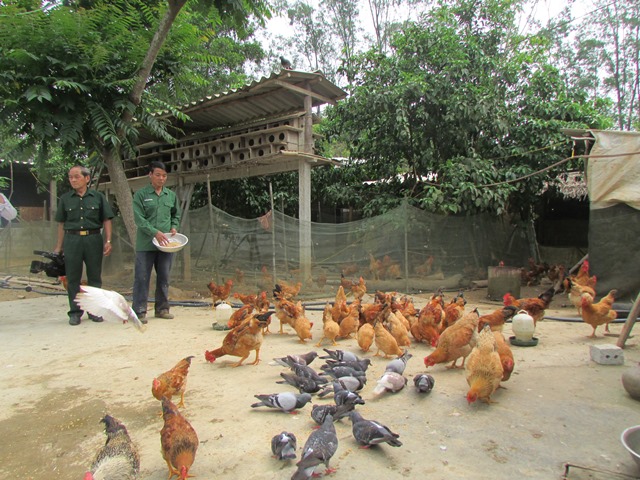 Chăn nuôi gà và chim bồ câu đem lại nguồn thu hàng năm cao cho CCB Nguyễn Mạnh Bá