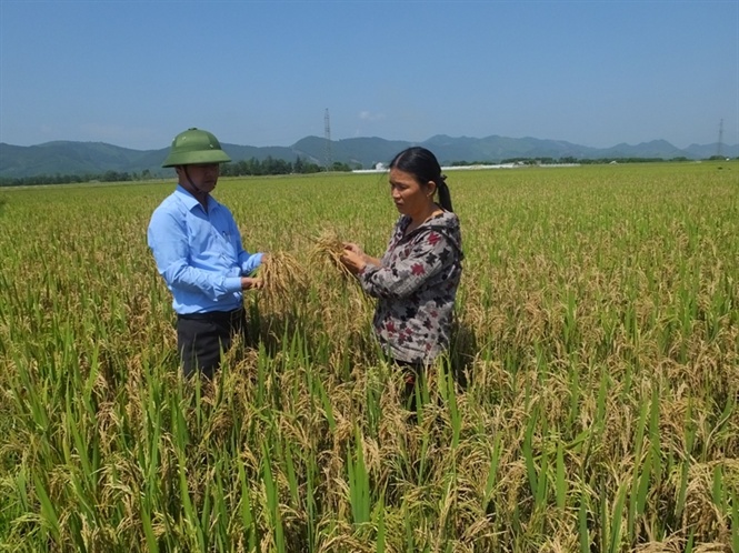 Hà Tĩnh hỗ trợ nhân dân thiệt hại do thiên tai, dịch bệnh trong sản xuất lúa vụ Xuân năm 2017