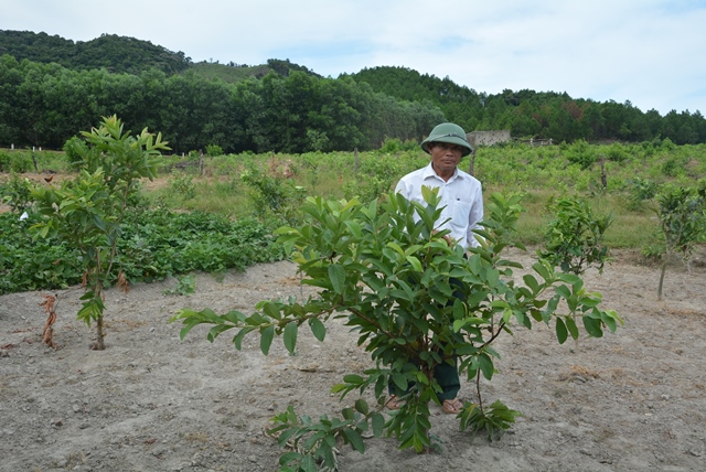 Thương binh Nguyễn Văn Cử đang chăm sóc vườn cây ăn quả của trang trại