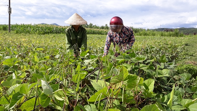 Bà con nhân dân xã Hương Minh thu hoạch đậu hè thu