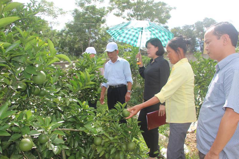 Lãnh đạo huyện vũ Quang thăm và kiểm tra vườn mẫu của hộ dân ở xã Đức Hương