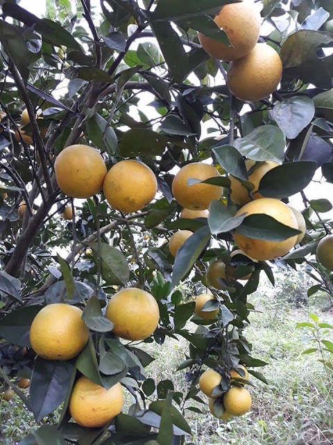 Mô hình trồng cam theo tiêu chuẩn Vietgap ở huyện miền núi Vũ Quang cho năng suất, chất lượng cao hơn so với cách sản xuất truyền thống