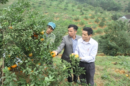 Vườn cam trĩu quả đã đưa lại cho gia đình anh Đinh Xuân Luận thu nhập khoảng 300 triệu đồng trong năm 2017