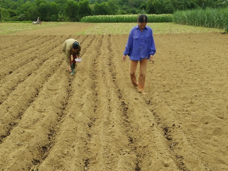 Bà con nhân dân các địa phương của huyện Vũ Quang tập trung nhân lực ra đồng gieo trỉa đậu, ngô hè thu đảm bảo lịch thời vụ