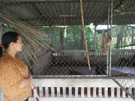 Giá lợn hơi cao, lãi lớn nhưng các thành viên trong Tổ hợp tác nuôi lợn số 1 xã Hương Minh vẫn không tăng số lượng khi tái đàn