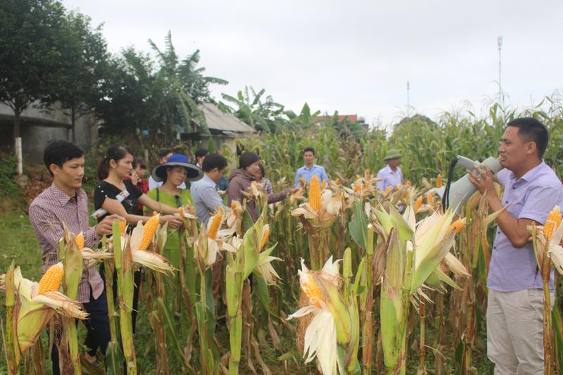 Đoàn kiểm tra và cán bộ Nông nghiệp các địa phương đánh giá thực tế tại cánh đồng ngô