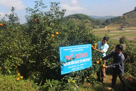 Mô hình trồng cam Vietgap của đoàn viên Nguyễn Tiến Hoàng, xã Đức Lĩnh, huyện Vũ Quang mỗi năm cho thu nhập trên 300 triệu đồng