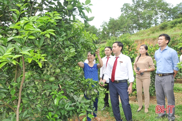 Mô hình trồng cây ăn quả của nông dân Phan Văn Châu, xã Đức Hương mỗi năm cho thu nhập hàng trăm triệu đồng