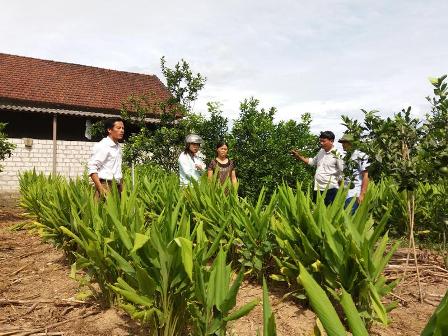 Mô hình kinh tế trồng xen canh cây cam và cây nghệ được triển khai nhờ nguồn vốn từ Quỹ hổ trợ nông dân của hội viên xã Hương Quang