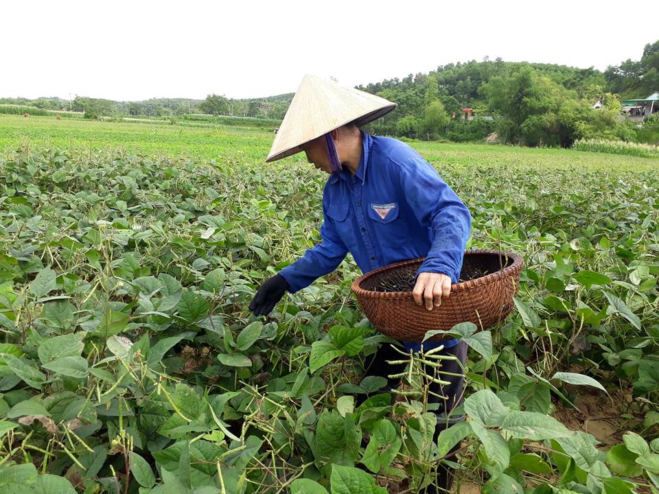 Người dân Hương Minh thu hái đậu xanh
