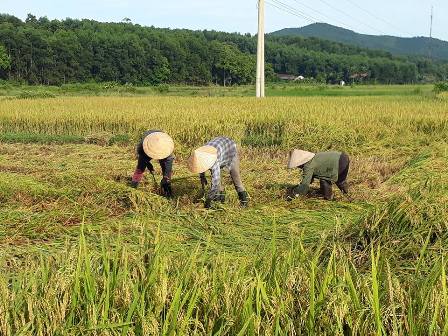 Vũ Quang: sản lượng lúa hè thu giảm trên 170 tấn so với cùng kỳ năm trước