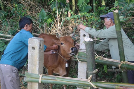 Tiêm phòng văc xin lở mồm long móng, tụ huyết trùng cho đàn trâu, bò ở xã Đức Bồng.