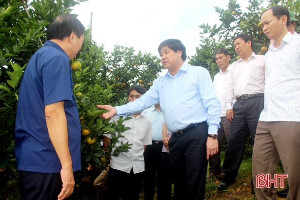 Thứ trưởng Lê Quốc Doanh đến thăm và kiểm tra mô hình cam VietGap của gia đình anh Nguyễn Trọng Hào ở thôn Thanh Bình, xã Đức Lĩnh