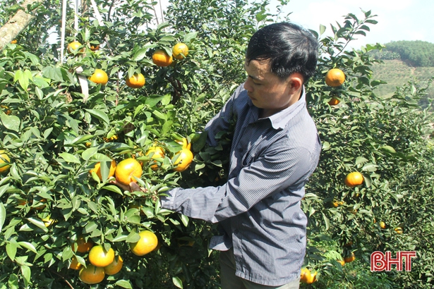 Giá trị sản xuất của xã miền núi Vũ Quang đạt gần 360 tỷ đồng