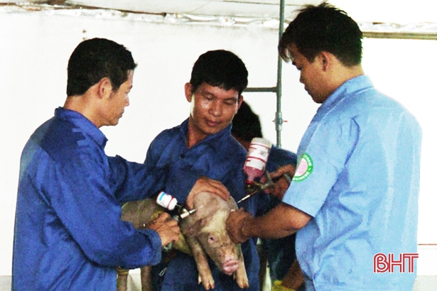 Đức Thọ chấn chỉnh công tác phòng chống dịch bệnh trên đàn gia súc