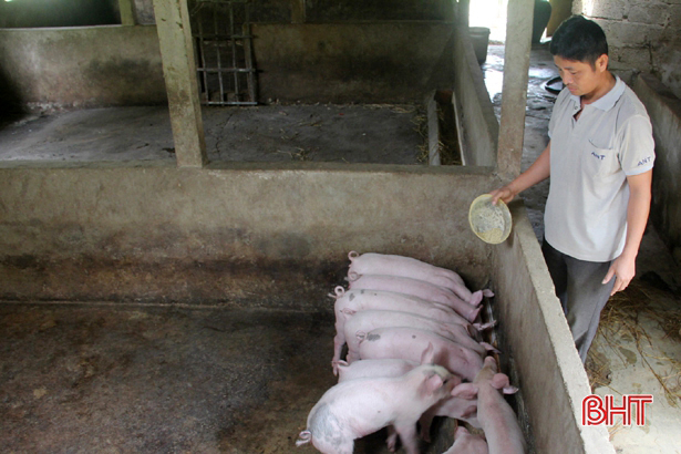 Thị trường thịt lợn ở Hà Tĩnh “ấm” lại, giá tăng lên!