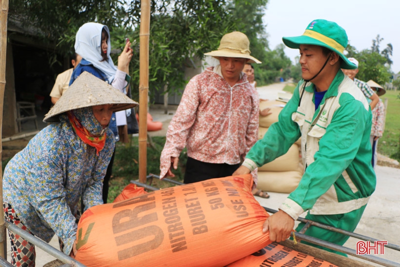 Doanh nghiệp thu mua lúa hơn giá thị trường, nông dân Hà Tĩnh phấn khởi
