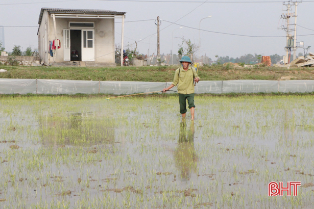 Lúa hè thu ở Hà Tĩnh sẽ kết thúc gieo cấy sớm gần 20 ngày