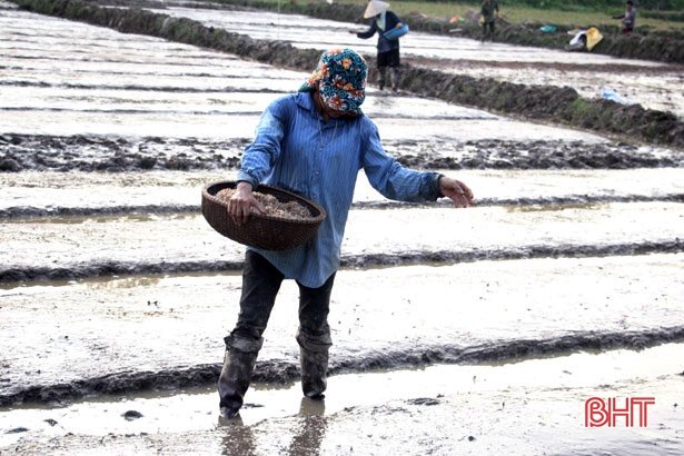 Lúa hè thu ở Hà Tĩnh sẽ kết thúc gieo cấy sớm gần 20 ngày