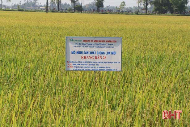 Giống lúa DT 45 và KD 28 cho năng suất trên 7 tấn trên cánh đồng Hà Tĩnh