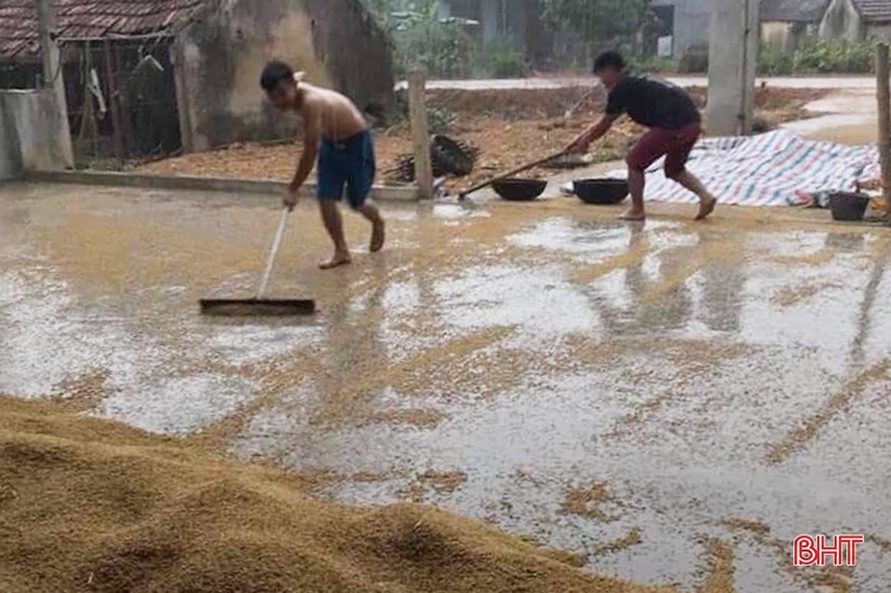 Hàng nghìn ha lúa xuân đổ rạp, nông dân Hà Tĩnh vừa mất của lại thêm công