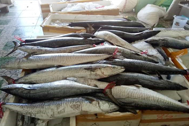 Giá xăng dầu “leo thang”, nhiều tàu cá ngư dân Hà Tĩnh nằm bờ