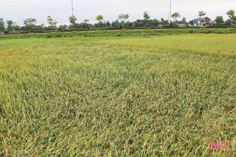 Mưa dông trên 180 mm, thu hoạch lúa ở Hà Tĩnh kéo chậm 3 - 4 ngày tới