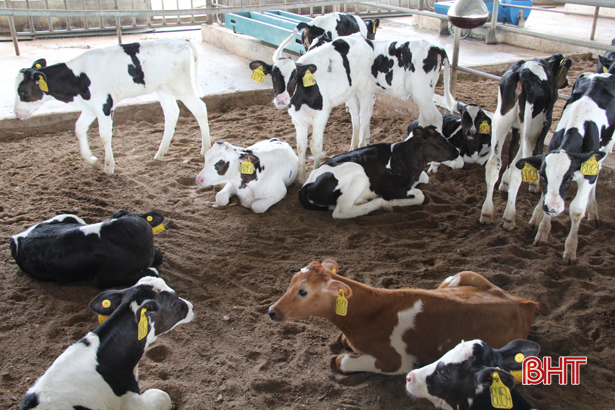 Vinamilk đăng ký đầu tư thêm dự án nuôi bò quy mô 1.200 tỷ tại Hà Tĩnh