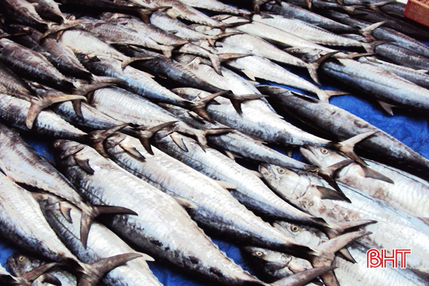 Hà Tĩnh cấp chứng nhận an toàn vệ sinh thực phẩm cho 11 tàu cá