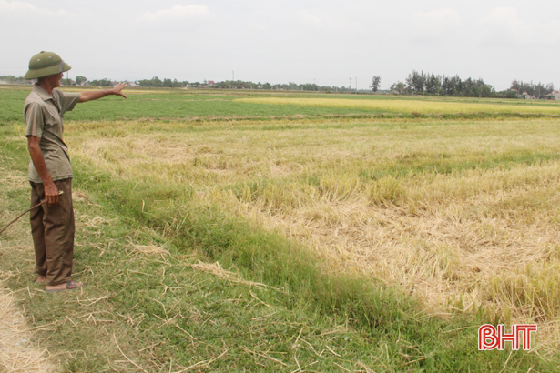 Xây dựng cánh đồng lớn tại Hà Tĩnh: Chủ trương có, khó thực hiện