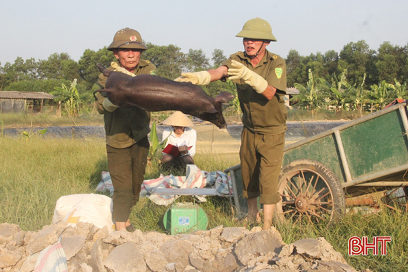 Dịch tả lợn châu Phi hoành hành: (Bài 2) “Lửa thử” ngành chăn nuôi Hà Tĩnh