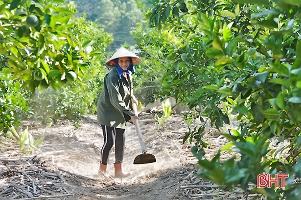 Người dân miền núi Hà Tĩnh dậy từ 3 giờ sáng bơm nước chống hạn cây ăn quả