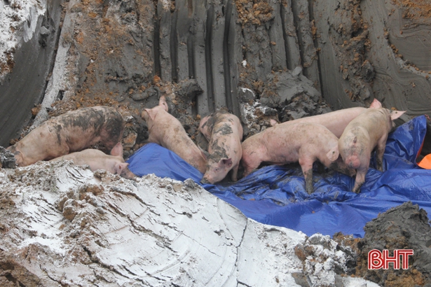 Hà Tĩnh xuất hiện thêm 3 ổ dịch tả lợn châu Phi