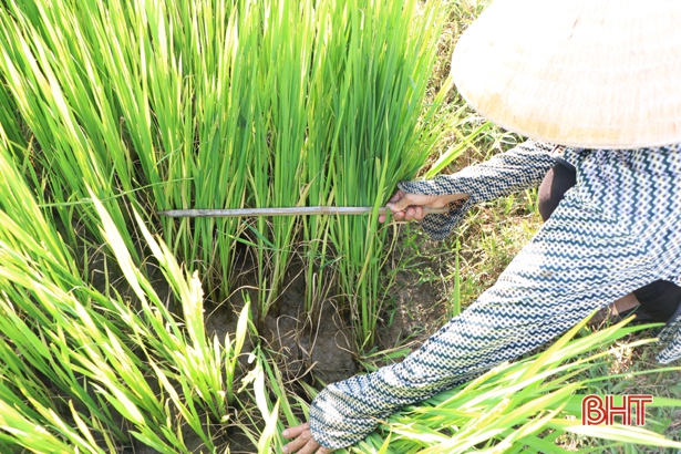 Ruộng đồng Hà Tĩnh “ngóng” mưa - cứu hơn 44.000 ha lúa hè thu khô hạn