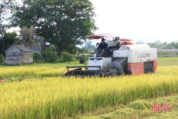 Thu hoạch lúa hè thu tại Hà Tĩnh sẽ cơ bản kết thúc trong tháng 8