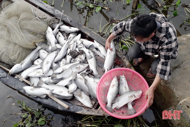 Sở TN&MT Hà Tĩnh xác định nguyên nhân bước đầu khiến thủy sản chết hàng loạt