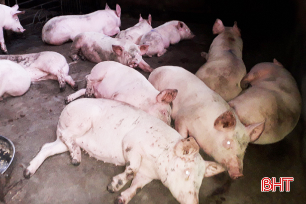 Dịch tả lợn châu Phi ‘bủa vây”, tiêm phòng gia súc ở Hà Tĩnh gặp khó