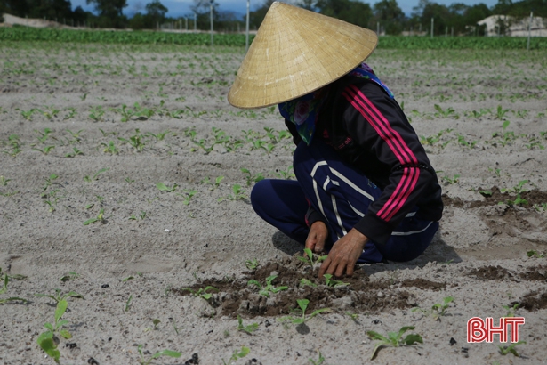 Nông dân Cẩm Xuyên nỗ lực “hồi sinh” những vườn rau sau mưa lũ