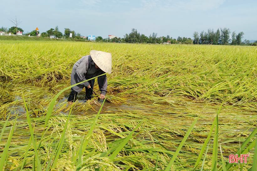 2 ngày nắng, nông dân Hà Tĩnh thu hoạch hơn 5.200 ha lúa hè thu