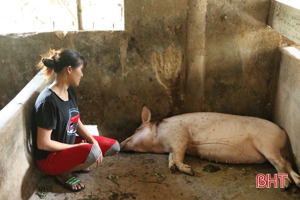 Tiêu hủy 5 con lợn dương tính dịch tả lợn châu Phi ở Cẩm Xuyên