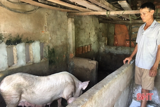 Tiêu hủy 5 con lợn dương tính dịch tả lợn châu Phi ở Cẩm Xuyên