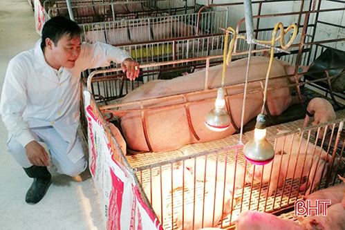 Giữa “bão dịch”, nhiều trại lợn quy mô lớn ở Hà Tĩnh vẫn tự tin tái đàn “đón” Tết!